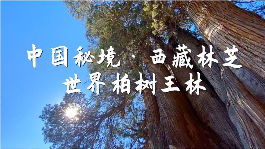 再次愚弄